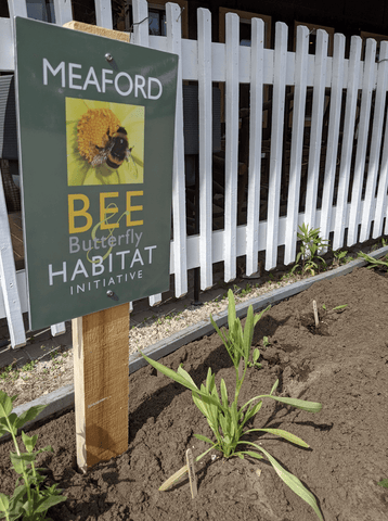 Meaford Bee and Butterfly initiative garden with Lacewing plants