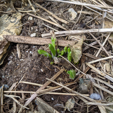 butterfly milkweed sprouting in early spring