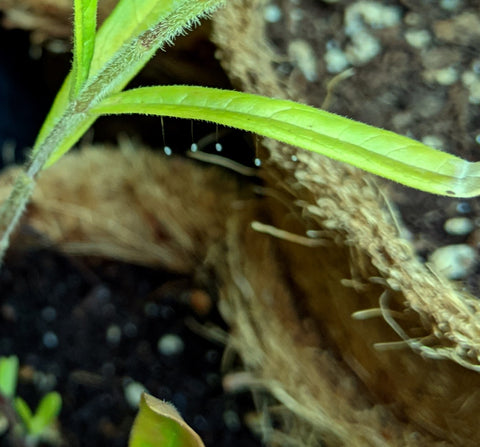 Lacewing eggs on butterfly milkweed