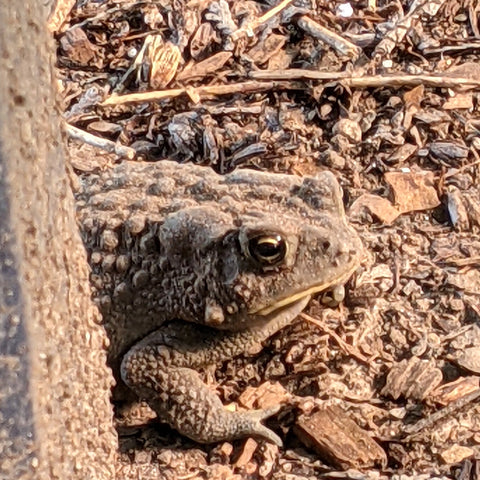 Toad camouflaged in the garden at Lacewing Plants nursery