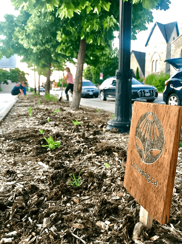 Pollinate Collingwood garden with Lacewing plants