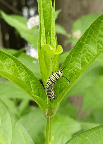 monarch caterpillar feeding on Asclepias incarnata, pink milkweed