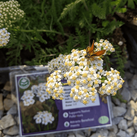 Yarrow for sale at Sideroad Farm