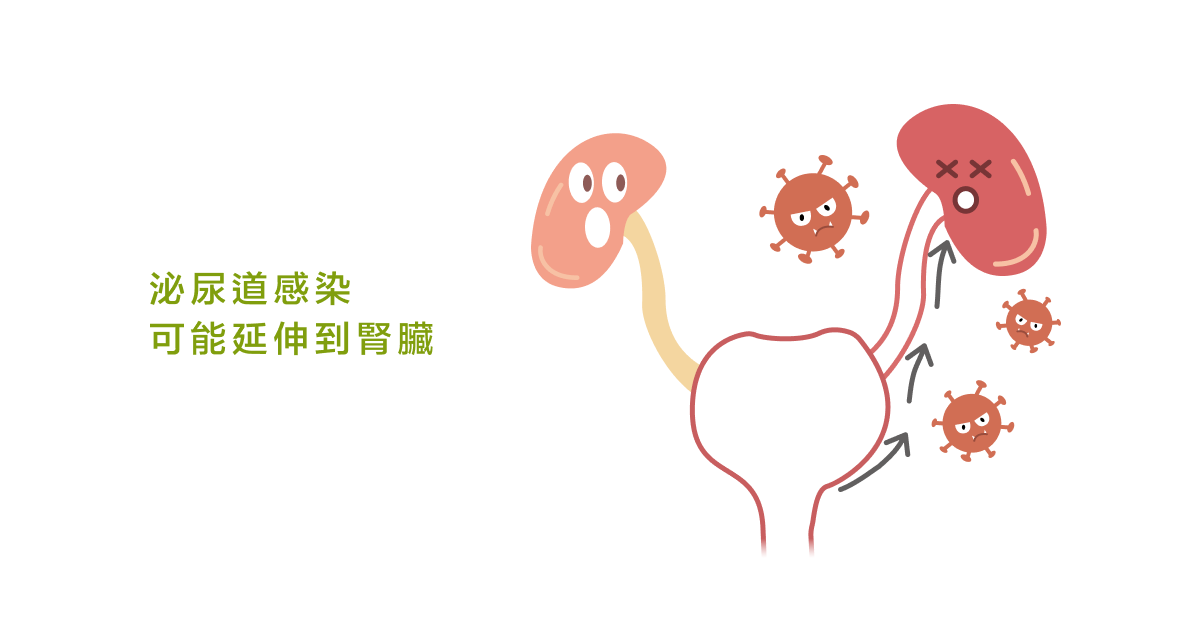 泌尿道感染 可能延伸到腎臟