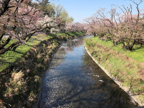 桜風景