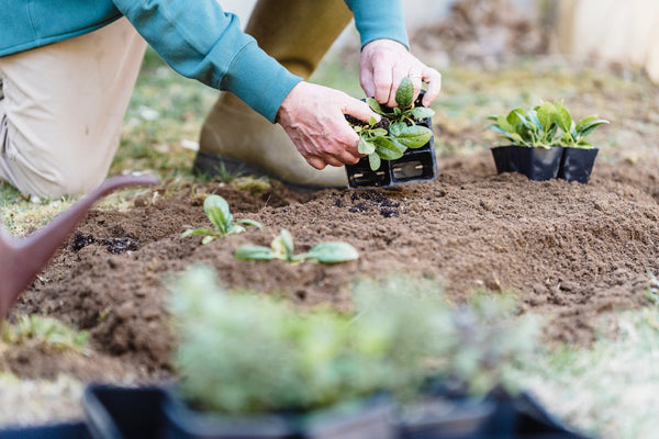 Photo by Greta Hoffman  from Pexels: https://www.pexels.com/photo/crop-gardener-holding-container-with-seedlings-during-planting-7728108/