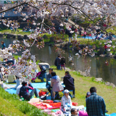 Hanami, Sakura y Té Matcha