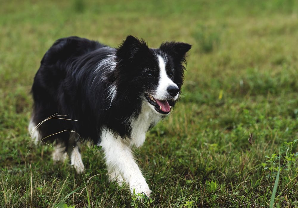 how much exercise does a border collie need a day