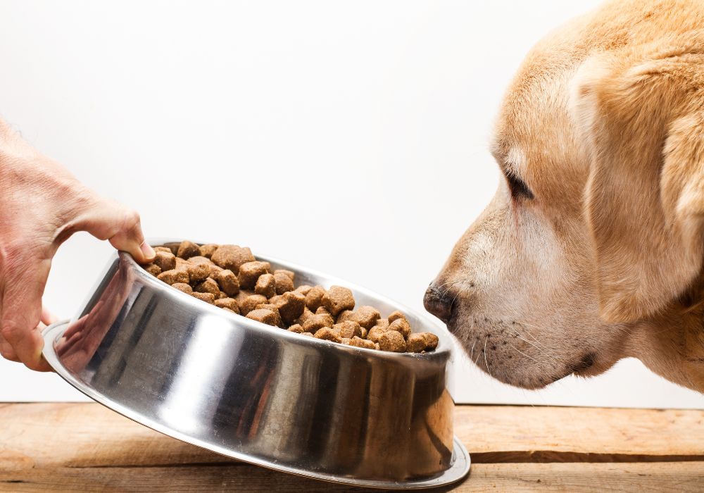 Brown Dog Sniffing a Bowl of Kibbles