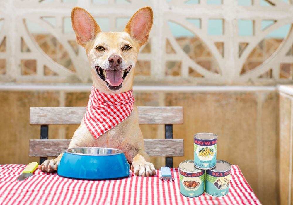 Dog with Bib on Table with Dish and Food Cans
