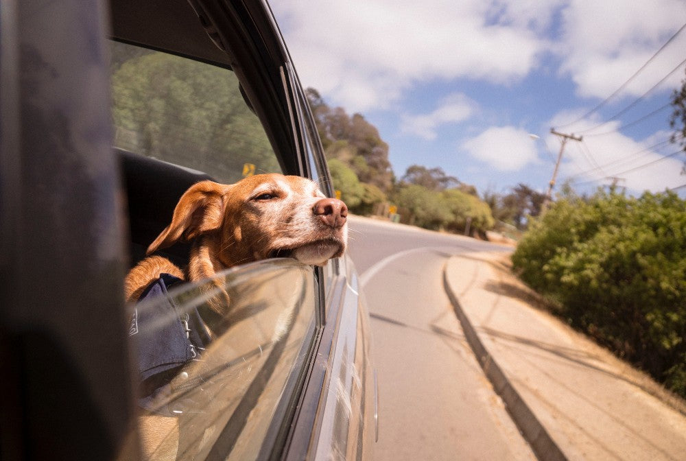 Dog with Head Hanging Out of Car Window