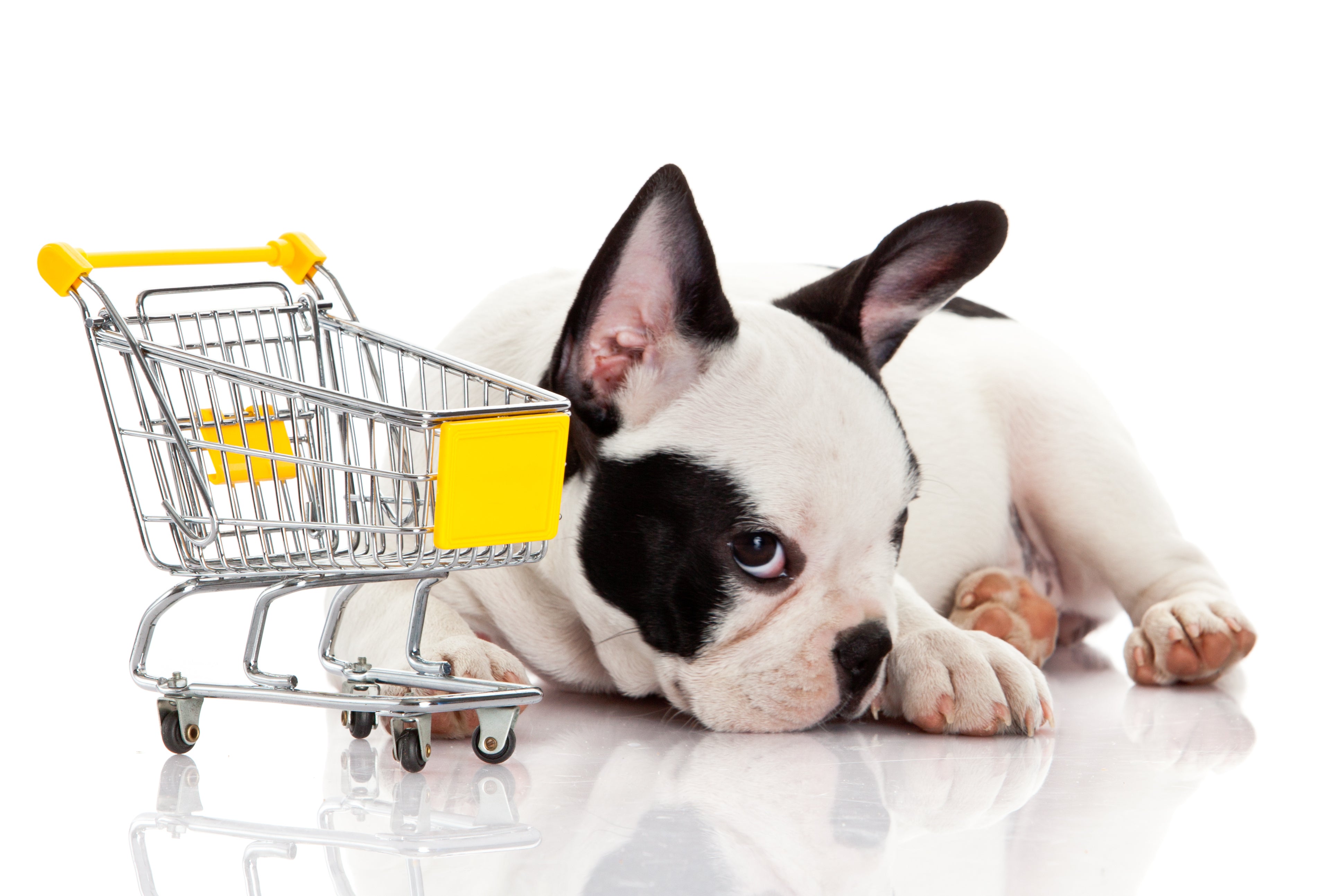 Dog with Tiny Shopping Cart