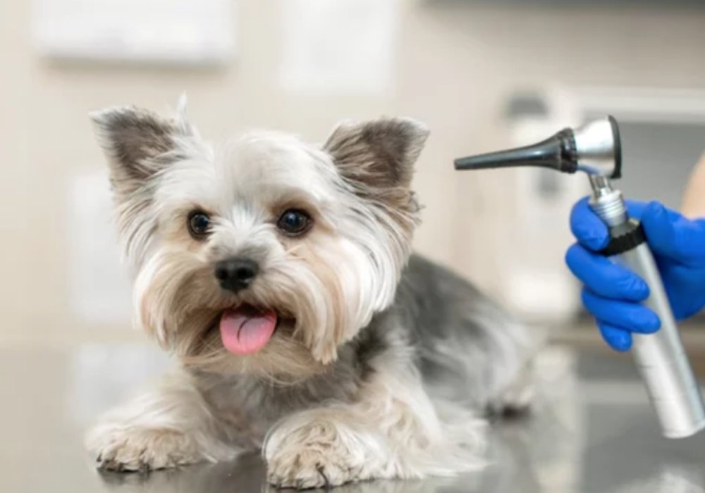 Small Dog Getting Ear Tested