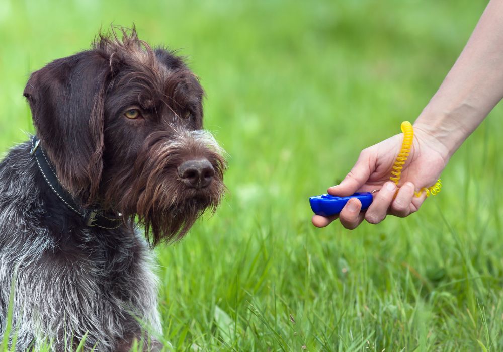 what to use instead of a dog clicker