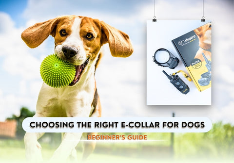  Beginner’s Guide to Choosing the Right E-Collar for Dogs