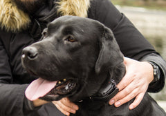 A Black Lab Being Fitted with a Collar