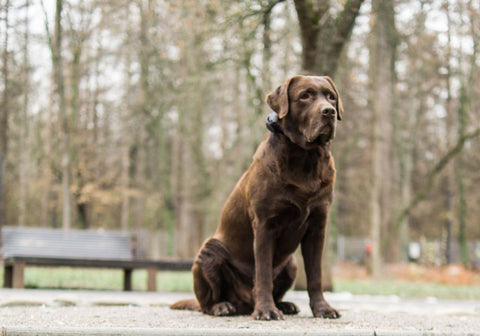 A Brown Labrador with an E-Collar Sitting on a Pavement