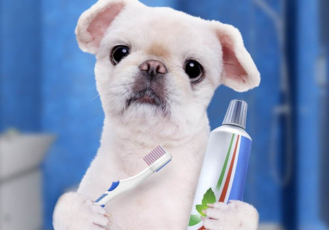 A Cute Dog Holding a Toothbrush and Toothpaste in the Bathroom