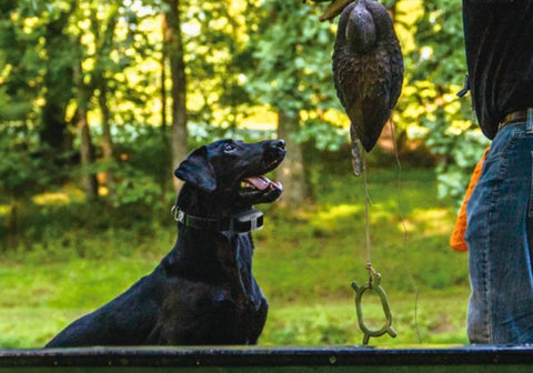 A Dog Feasting Its Eyes on the Duck the Man Is Holding