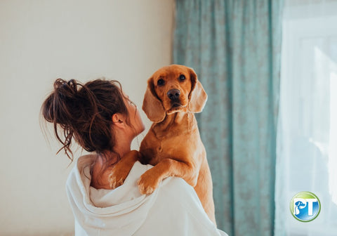 A Dog Getting Carried by Owner