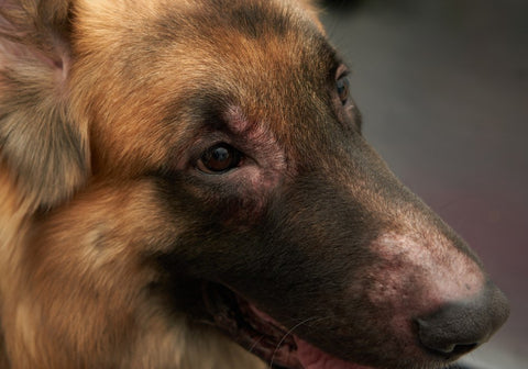 A Dog's Face with Rash Dermatitis