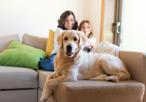 A Golden Retriever Dog with Its Human Family at Home