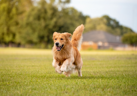 A Golden Retriever Running Free