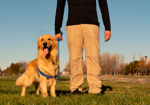 A Golden Retriever on a Leash Beside Its Owner