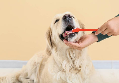 Golden Retriever's Teeth Being Cleaned