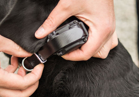 Handler Fitting the E-Collar to the Dog