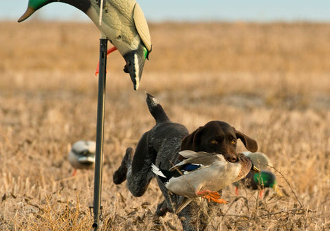 A Pointer Dog with a Duck on Its Mouth