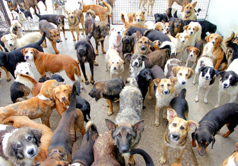 A Group of Dogs in an Animal Shelter