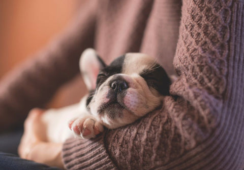 A Puppy Sleeping in a Human Arm