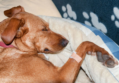 A Sick Dog Resting After an Infusion