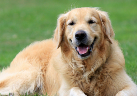 A Smiling Golden Retriever on the Ground