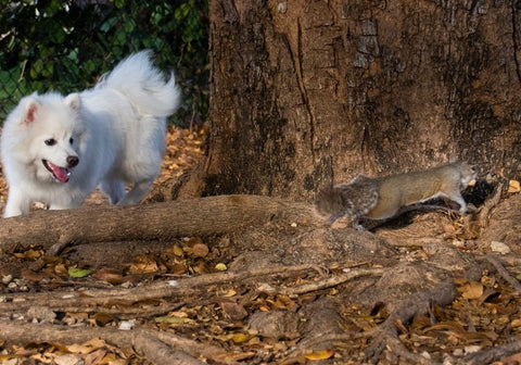 A White Dog Chasing a Squirrel