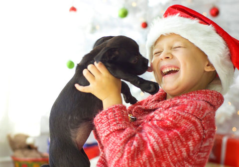 A Young Boy Playing with His Pup on Christmas Day