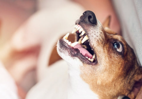 Aggressive Jack Russell Terrier