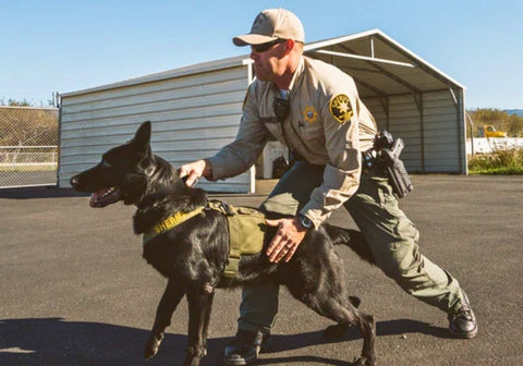 An Officer Training a Police Dog