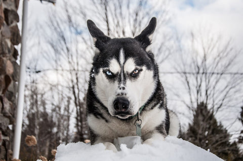 Angry Looking Siberian Husky