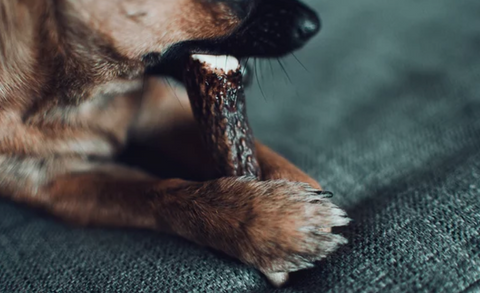 Dog Chewing on Antlers