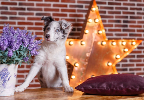 Australian Shepherd Dog Posing for the Camera