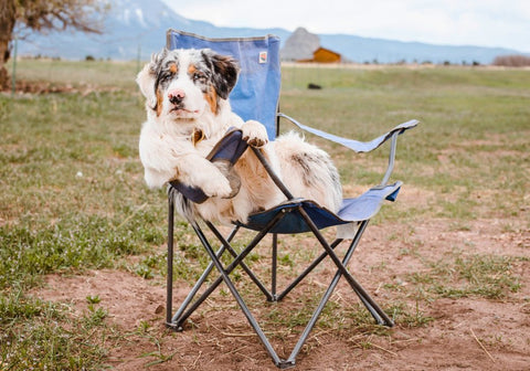 Australian Shepherd Getting Comfy on a Camping Chair