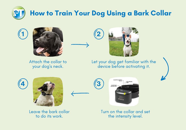 Bark Collar Training Guide