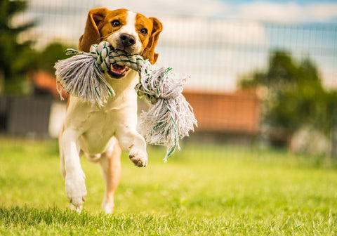 Beagle Dog with Rope Toy