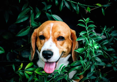 Beagle Looking Out From Bushes
