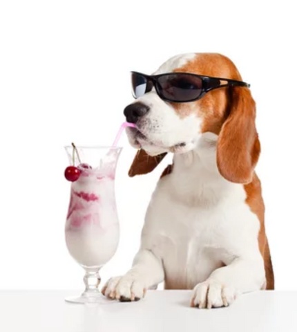 Beagle Wearing Sunglasses and Drinking Strawberry Milkshake