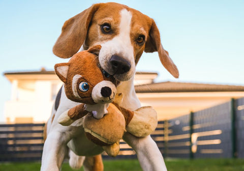 Beagle with Toy in Mouth