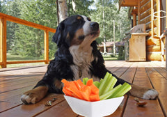 Bernese Mountain Dog with a Big Bowl of Celery and Carrot Sticks