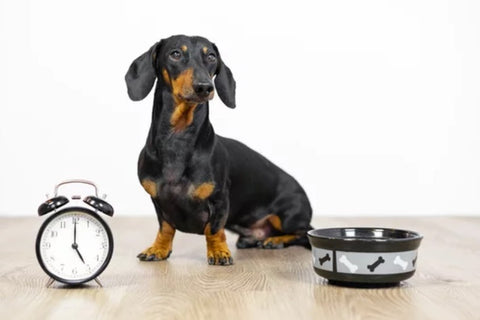 Black Dachshund Sitting next to Clock and Bowl